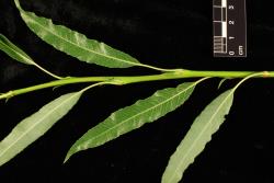Salix acutifolia. Leaves.
 Image: D. Glenny © Landcare Research 2020 CC BY 4.0